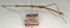 CollectionObject 1561482; NMW 677, 64e3689f-c964-41bb-9490-130484ef7bdf: copyright NMW, Vienna. male, lateral view (holotype). (CollectionObject).