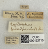 Other: !! display not done !! on Cyrtolobus fuscipennis Van Duzee, 1908: (Observation).