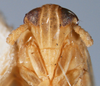 Head on Delphacodes mesada Caldwell, 1951: (Observation).