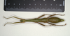 CollectionObject 1561006; 1d6efdb3-a308-4398-98ec-401eaa746619: copyright MIZ, Warsaw. female of synonym Periphetes sangirensis (syntype). (CollectionObject).