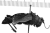 CollectionObject 1540733; 2af75bbf-7d2b-4e83-af0a-9d2f228ee9a3, MNHN-EO-CAELIF2439: Image, Carbonell, C.S. female, lateral view (holotype of Ommexecha cyanopterum). (CollectionObject).
