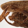 CollectionObject 1534517; ddce5745-606c-4dff-8207-20d30dc2e661: male cerci (holotype). (CollectionObject).
