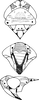 Head: Head and thorax. (Observation).