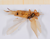 CollectionObject 1540287; dbac9ae7-0e6c-4c9e-ac88-923b571ba76d: female, ventral view (holotype). (CollectionObject).