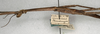 CollectionObject 1557142; d8f0877c-c1a1-45db-a5cd-ccb985dc866d: copyright NMW, Vienna. female: head and thorax, lateral view (holotype). (CollectionObject).