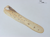 CollectionObject 1578184; 128110a9-e4bf-4185-ad0a-ffc42367703e: male, left tegmen. (CollectionObject).