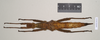 CollectionObject 1563046; 249af9de-89b5-4f87-896d-32fe89bf2e2c: copyright Natural History Museum, London. female (paratype). (CollectionObject).;CollectionObject 1563047; 90a510f9-0544-463a-908a-75f3af89a640: copyright Natural History Museum, London. female (paratype). (CollectionObject).;CollectionObject 1563048; aadcb565-85d8-4fca-b0ca-4c228a6069cb: copyright Natural History Museum, London. female (paratype). (CollectionObject).