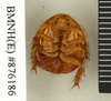CollectionObject 1573067; 42b13edb-6d36-43f9-8e8c-61f945553cbe: Copyright Natural History Museum, London. Non-type (female) in BM(NH). Ventral view. (CollectionObject).