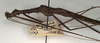 CollectionObject 1558431; NMW 941, 8f1c9b8e-89e2-4340-a732-a4a7e8e31de3: copyright NMW, Vienna. male: head and thorax, lateral view of synonym Centrophasma infernale (holotype). (CollectionObject).
