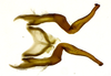 Connective on Coarctana rana (DeLong & Wolda, 1982): Male [DZRJ]: connective and styles, dorsal view. (Observation).