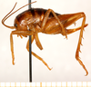 CollectionObject 1499644; a076796a-b694-406e-a7db-b60cd463b277: female, lateral view (allotype). (CollectionObject).