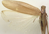 CollectionObject 1505862; 194c67dd-bbfa-4e0a-8203-bed6f453dd59: female habitus, dorsal view (holotype). (CollectionObject).