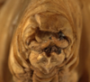 CollectionObject 1530611; 75b9f494-bc18-4816-9ec7-cc3fc931d795: male cerci (holotype). (CollectionObject).