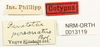 CollectionObject 1529938; NHRS NRM-ORTH 13119, 4cdaabfa-d1b6-4e05-8087-a1922bcdb00a: labels (paralectotype). (CollectionObject).