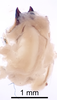 CollectionObject 1522771; 76b16737-8961-45be-8463-c45efe888e25: Male genitalia, dorsal view (holotype). (CollectionObject).