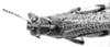 CollectionObject 1521483; 5913f6c2-3ba4-4c22-a725-051c7cefac17: Image, C.S. Carbonell. male head and pronotum, dorsal view (syntype of Diponthus communis). (CollectionObject).