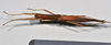 CollectionObject 1559854; NTUC 742, others barcoded, 616422ea-83f3-438c-83a2-d178842e7333: copyright NTUC. female, dorsal view (syntype). (CollectionObject).