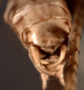 CollectionObject 1543483; 71a123fa-bb32-48e6-8d93-84eb6d85b8dd: cerci (holotype). (CollectionObject).