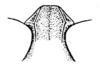 Scotussa lemniscata (Stål, 1861): Pl. 18, Fig. 14 (after type). male fastigium, dorsal view (Leiotettix mendosensis). (Otu).