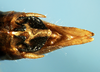 Zoniopoda serrana Pocco, Rubio & Cigliano, 2011: male terminalia, dorsal view. (Otu).