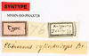CollectionObject 1561645; cd3e9a7a-d6b3-452c-8054-6f19024be14d: copyright MNHN, Paris. male, data labels (syntype). (CollectionObject).