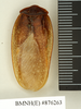 Homoeogamia mexicana Burmeister, 1838: Copyright Natural History Museum, London. Lectotype (adult male) of synonym Polyphaga aequalis Walker, 1871 in BM(NH). Dorsal view. (Otu).