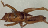 CollectionObject 1502149; 86f71904-2300-40d8-9a46-0ae9ce868b3f: male, dorsal view (syntype of Anthracites kilimandjaricus). (CollectionObject).