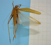 CollectionObject 1542719; DEES MZLQ-I0086, 7c887820-ee1a-46a1-b6c2-7a6f3bcf6373: female dorsal view (type). (CollectionObject).