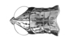 Jivarus americanus Giglio-Tos, 1898: male, head and pronotum, dorsal view. (Otu).