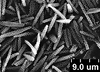 Brochosomes: !! display not done !! on Oncometopia (Oncometopia) orbona (Fabricius, 1798): OM153 | U.S.A., Illinois, Massac Co., 1 mi W of Mermet | 6/6/1979 | D. W. Webb | INHS. (Observation).