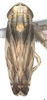Habitus, dorsal view on Chelidinus cinerascens Emeljanov, 1962: Habitus, dorsal view. (Observation).
