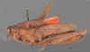 CollectionObject 1525540; 5066c94c-54c9-42ff-ba37-5af3c6365e9b: female, lateral view (syntype). (CollectionObject).
