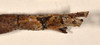 CollectionObject 1557423; a67660e4-0f78-4b4e-af9a-2536327852b6: copyright OUMNH. female: end of abdomen, dorsal view (syntype). (CollectionObject).