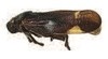 Habitus, lateral view on Chinana argentina Lallemand, 1927: (Observation).