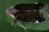 Live specimen: !! display not done !! on Cixius (Ceratocixius) cunicularia (Linnaeus, 1767): (Observation).