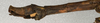 CollectionObject 1559958; NMW 477, d4e25211-8156-469f-99c2-dd64db514794: copyright NMW, Vienna. male: end of abdomen, lateral view (syntype). (CollectionObject).