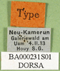 CollectionObject 1501598; 2808deb0-df36-48f0-93e1-8b7aa76e8d0a, DORSA BA000231S01: labels (holotyoe of Catantops villosus violaceipennis). (CollectionObject).