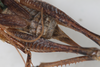 CollectionObject 2376971; 40ae0fbc-a9a1-412d-9ba3-14d71215e6f1: Female, dorsal view (syntype). (CollectionObject).