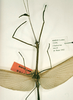 CollectionObject 1558379; fdaae803-51a2-45d1-a796-8ec33bfb55db: copyright RMNH, Leiden. male: head and thorax of Phasma (Cladoxerus) diardi (holotype). (CollectionObject).