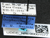 Other on Delphacodes nigrinota Beamer, 1951: (Observation).