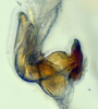 Aedeagus, lateral view: (Observation).