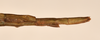 CollectionObject 1559636; ca476925-de17-4b88-8d55-8a256e3ae29f: copyright OUMNH. female: end of abdomen, lateral view of synonym Bacillus aspericollis (holotype). (CollectionObject).