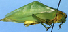 Acropsis tectiformis (Brunner von Wattenwyl, 1878): male, lateral view (Peru, Tingo Maria). (Otu).
