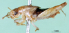 CollectionObject 1500732; c1764ff6-18c3-44d0-805e-cc724f1283aa: male, lateral view (holotype). (CollectionObject).