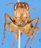 CollectionObject 1588113; 7365ecf6-b5b5-42d5-97ad-d3f92ba57e2f: female, frontal view (paralectotype of Phaulacridium gemini). (CollectionObject).