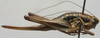 CollectionObject 1535996; 5ea0c803-215c-47ef-83f4-9fae6c5a2166: female, lateral view (paratype). (CollectionObject).