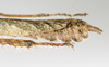 CollectionObject 1590159; e86c7da8-db53-421f-847b-132d6e3ea04a: copyright MNHN, Paris. female: end of abdomen, lateral view (neotype). (CollectionObject).