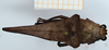 CollectionObject 1585087; 93ab73a1-cc30-4cf2-84fd-05d909185783: female, dorsal view (syntype). (CollectionObject).