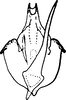 Aedeagus, ventral view on Diomma (Bunyipia) Dworakowska, 1972: Aedeagus (D. ulae Dwor.), ventral view. (Observation).