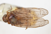 Habitus, dorsal view: (Observation).